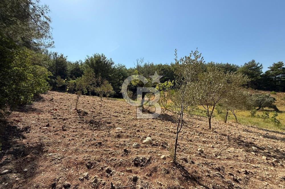 Buca Doğancılarda Satılık Zeytin Ağaçlı tarla