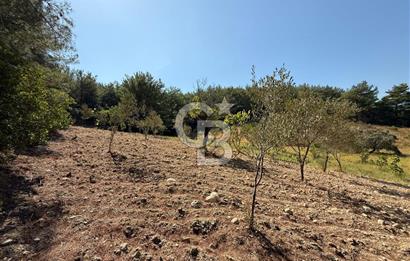 Buca Doğancılarda Satılık Zeytin Ağaçlı tarla