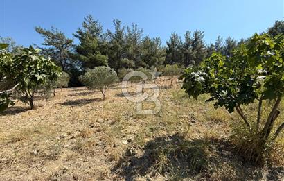 Buca Doğancılarda Satılık Zeytin Ağaçlı tarla