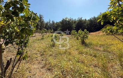 Buca Doğancılarda Satılık Zeytin Ağaçlı tarla