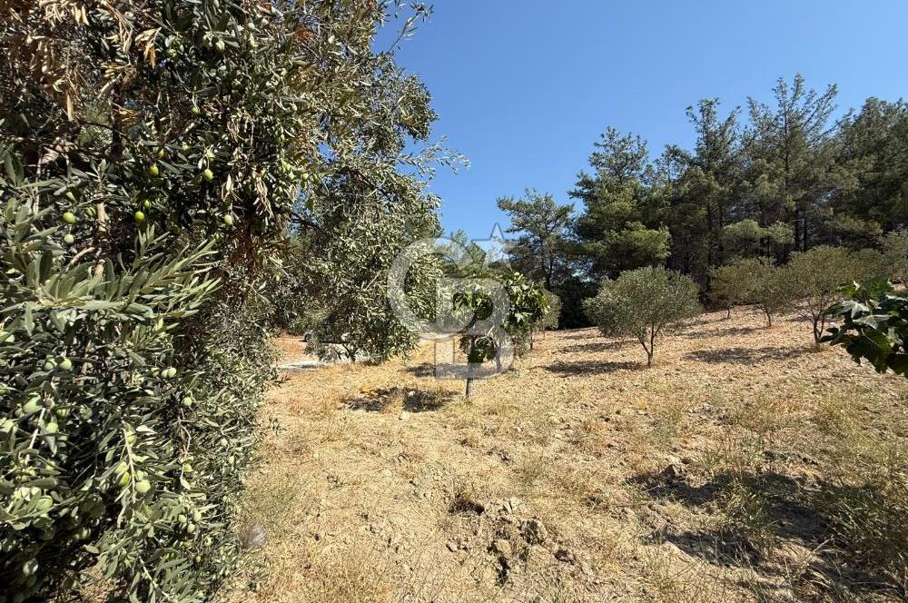 Buca Doğancılarda Satılık Zeytin Ağaçlı tarla