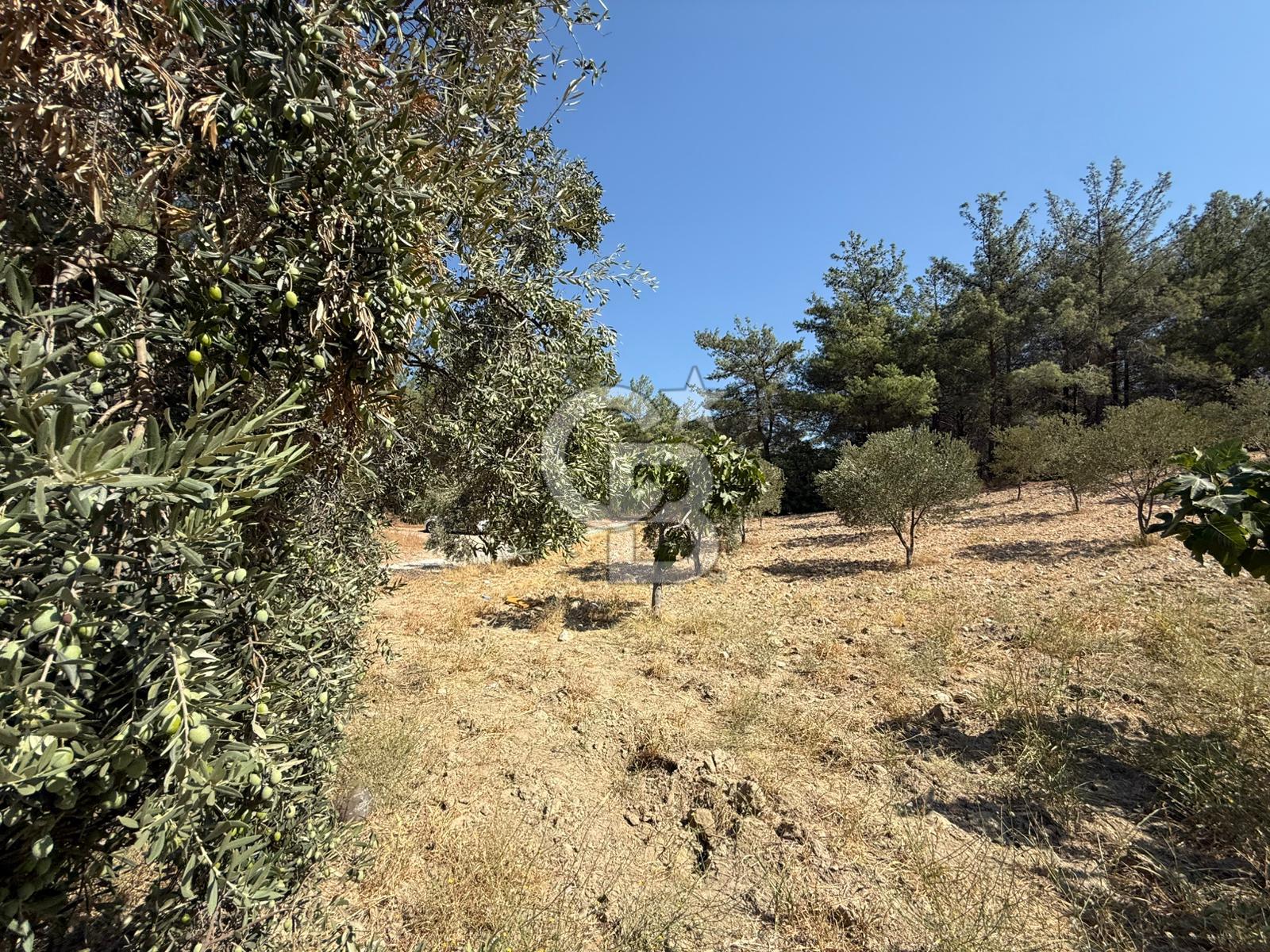Buca Doğancılarda Satılık Zeytin Ağaçlı tarla