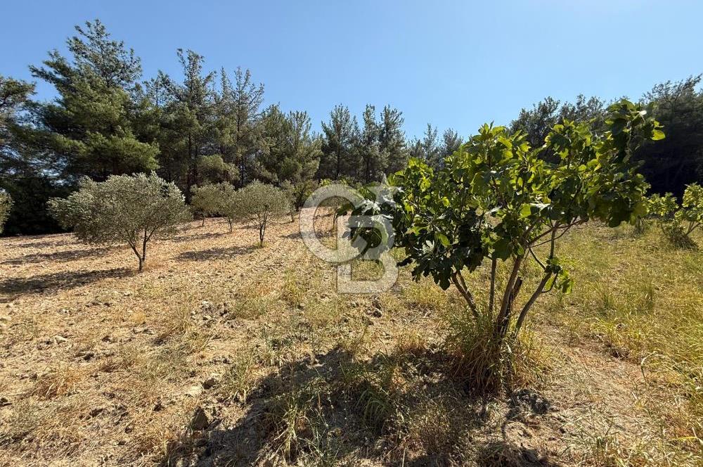Buca Doğancılarda Satılık Zeytin Ağaçlı tarla