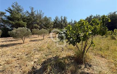 Buca Doğancılarda Satılık Zeytin Ağaçlı tarla