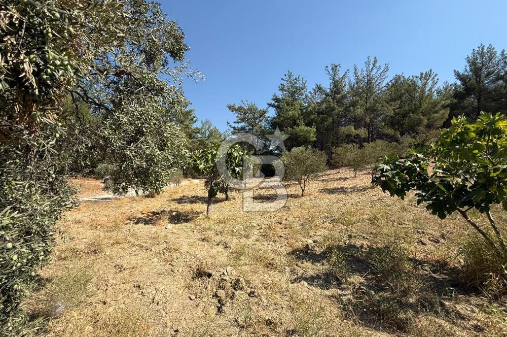 Buca Doğancılarda Satılık Zeytin Ağaçlı tarla