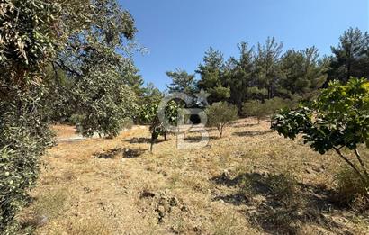 Buca Doğancılarda Satılık Zeytin Ağaçlı tarla