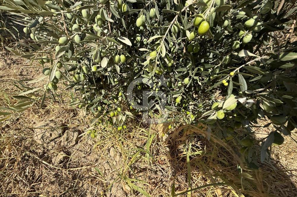 Buca Doğancılarda Satılık Zeytin Ağaçlı tarla