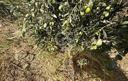 Buca Doğancılarda Satılık Zeytin Ağaçlı tarla