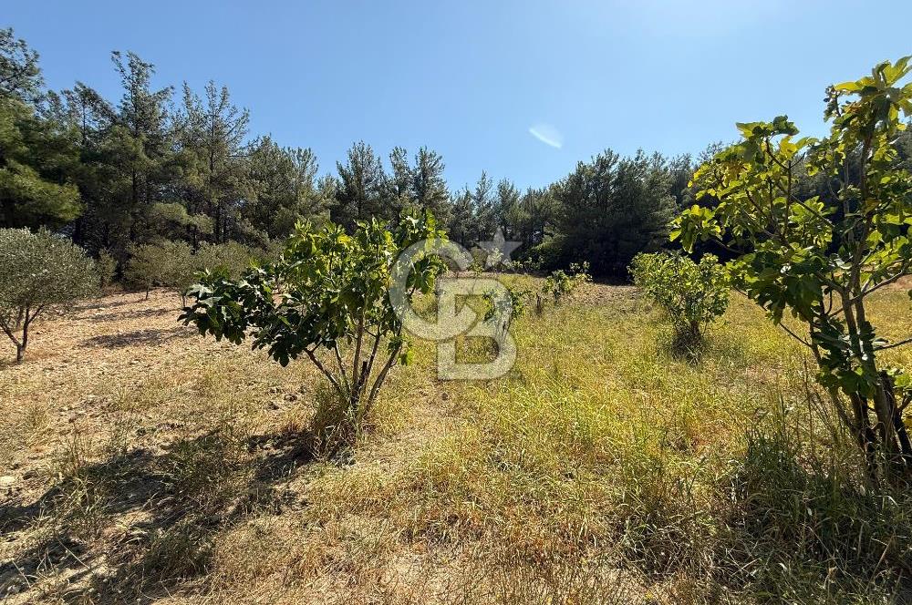 Buca Doğancılarda Satılık Zeytin Ağaçlı tarla