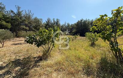 Buca Doğancılarda Satılık Zeytin Ağaçlı tarla