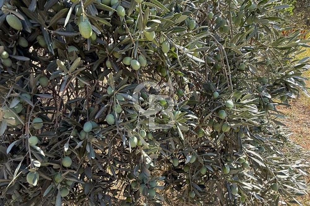 Buca Doğancılarda Satılık Zeytin Ağaçlı tarla