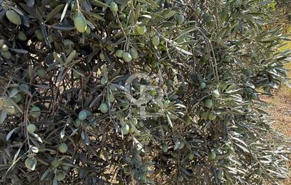 Buca Doğancılarda Satılık Zeytin Ağaçlı tarla
