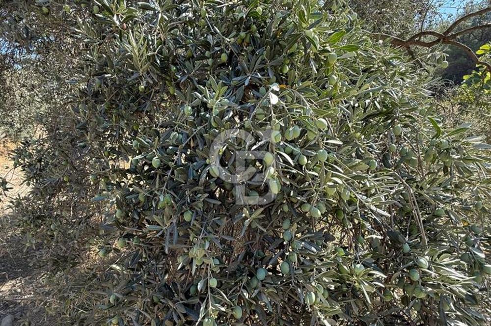 Buca Doğancılarda Satılık Zeytin Ağaçlı tarla