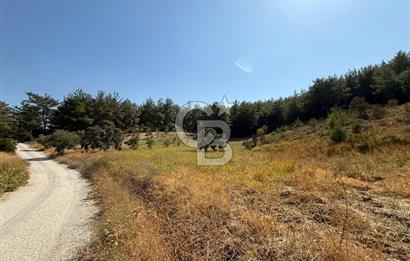 Buca Doğancılarda Satılık Zeytin Ağaçlı tarla