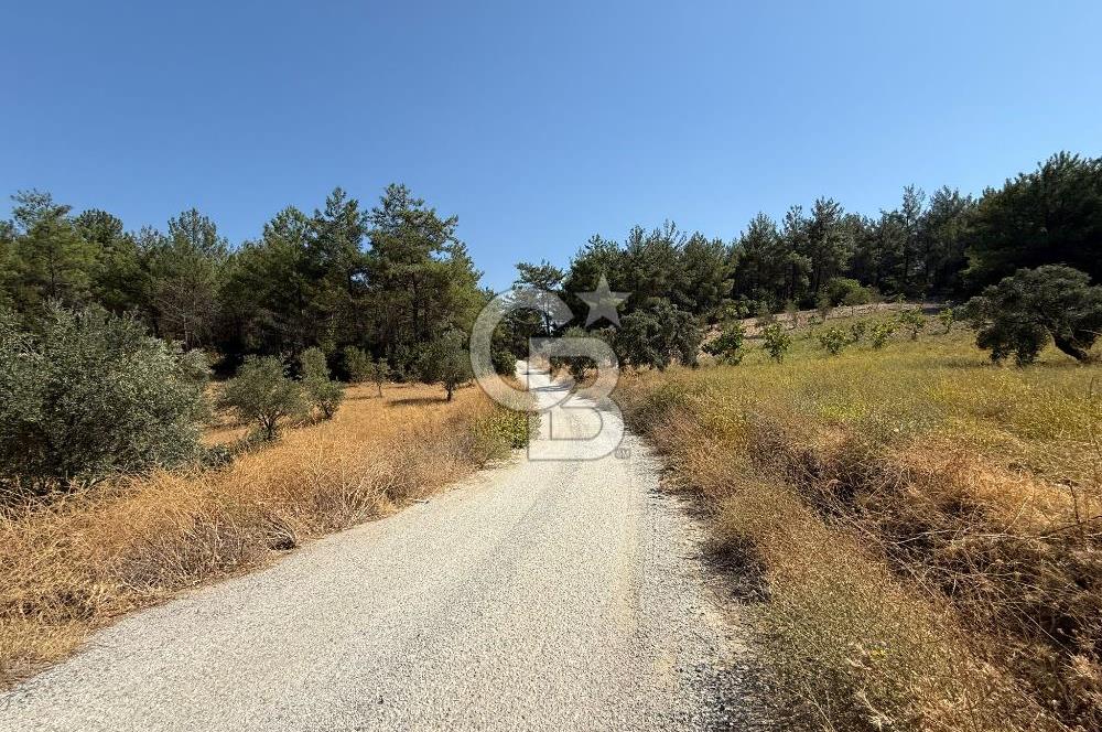 Buca Doğancılarda Satılık Zeytin Ağaçlı tarla