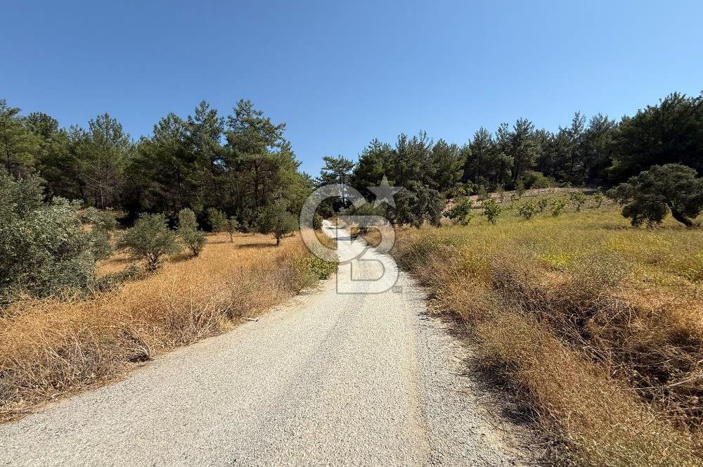 Buca Doğancılarda Satılık Zeytin Ağaçlı tarla