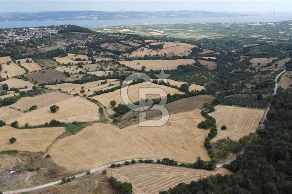 ÇANAKKALE LAPSEKİ UMURBEY DE YOLA CEPHELİ 15 DÖNÜM SATILIK ARAZİ