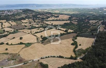 ÇANAKKALE LAPSEKİ UMURBEY DE YOLA CEPHELİ 15 DÖNÜM SATILIK ARAZİ