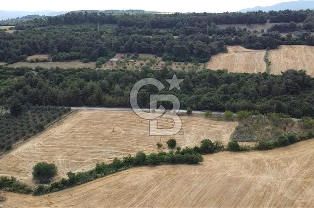 ÇANAKKALE LAPSEKİ UMURBEY DE YOLA CEPHELİ 15 DÖNÜM SATILIK ARAZİ
