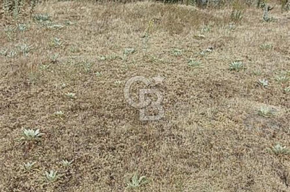 ÇANAKKALE/BAYRAMİÇ/SARIOT KÖYÜ SATILIK TARLA