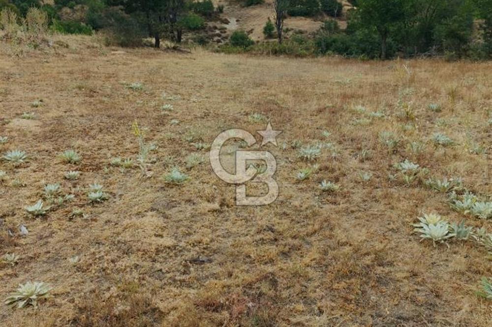 ÇANAKKALE/BAYRAMİÇ/SARIOT KÖYÜ SATILIK TARLA
