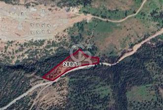 Çanakkale Ayvacık Babakale’de 10.650 m² Zeytinlik 