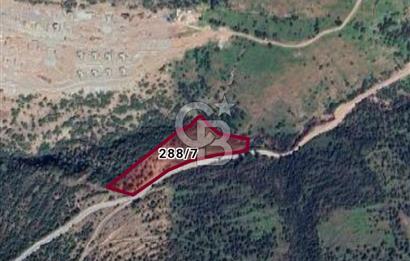  Çanakkale Ayvacık Babakale’de 10.650 m² Zeytinlik 