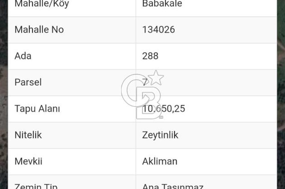  Çanakkale Ayvacık Babakale’de 10.650 m² Zeytinlik 