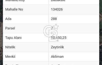  Çanakkale Ayvacık Babakale’de 10.650 m² Zeytinlik 
