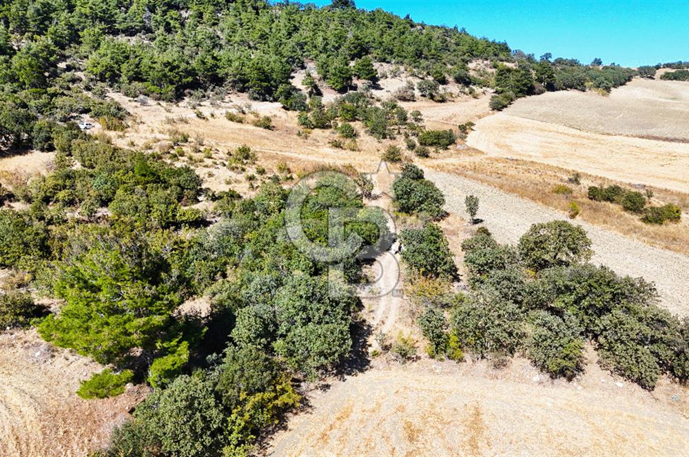 Lapseki Kangırlıda 9.168 m² Tarla | Yolu Olan, Uygun Konumda