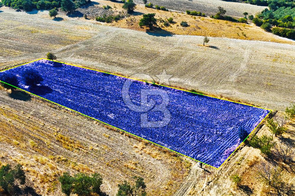 Kangırlı Köyünde 4.212 m² Tarla | Yatırım Fırsatı