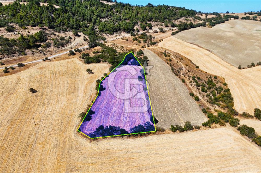 Lapseki Kangırlıda 9.168 m² Tarla | Yolu Olan, Uygun Konumda