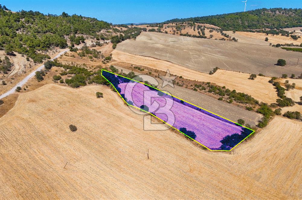Lapseki Kangırlıda 9.168 m² Tarla | Yolu Olan, Uygun Konumda