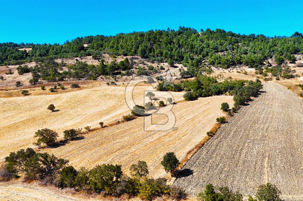 Lapseki Kangırlıda 9.168 m² Tarla | Yolu Olan, Uygun Konumda