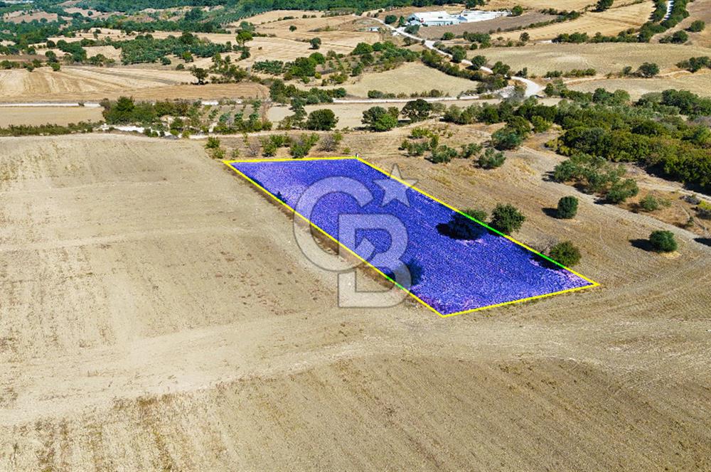 Kangırlı Köyünde 4.212 m² Tarla | Yatırım Fırsatı