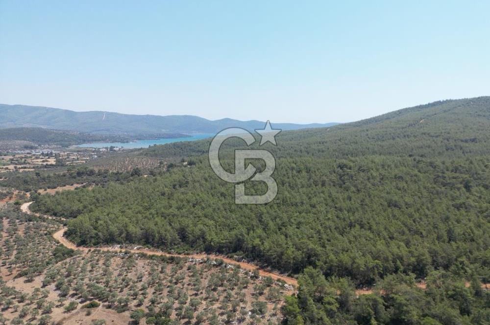 MİLAS/BOZBÜK'TE ZEYTİNLİK BAHÇESİ
