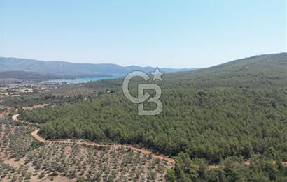 MİLAS/BOZBÜK'TE ZEYTİNLİK BAHÇESİ