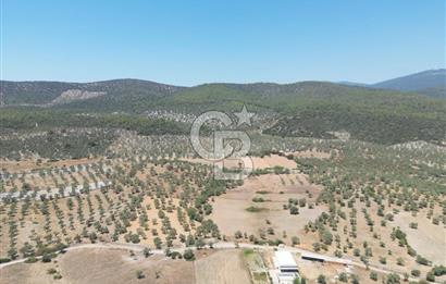 MİLAS/BOZBÜK'TE ZEYTİNLİK BAHÇESİ