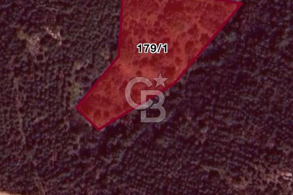 BAYINDIR ARIKBAŞI DA SATILIK 3840 M2 ZEYTİNLİK