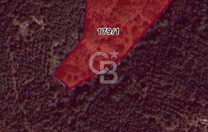 BAYINDIR ARIKBAŞI DA SATILIK 3840 M2 ZEYTİNLİK