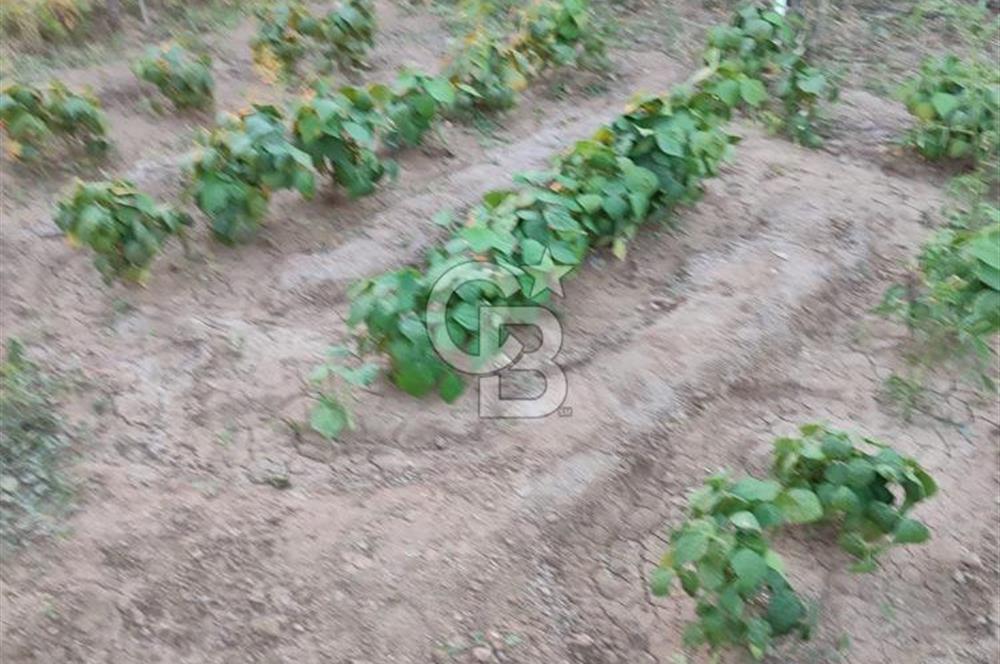 AHILI'DA ABONELERİ AÇIK AĞAÇLARI YETİŞMİŞ SATILIK EŞYALI BAHÇE