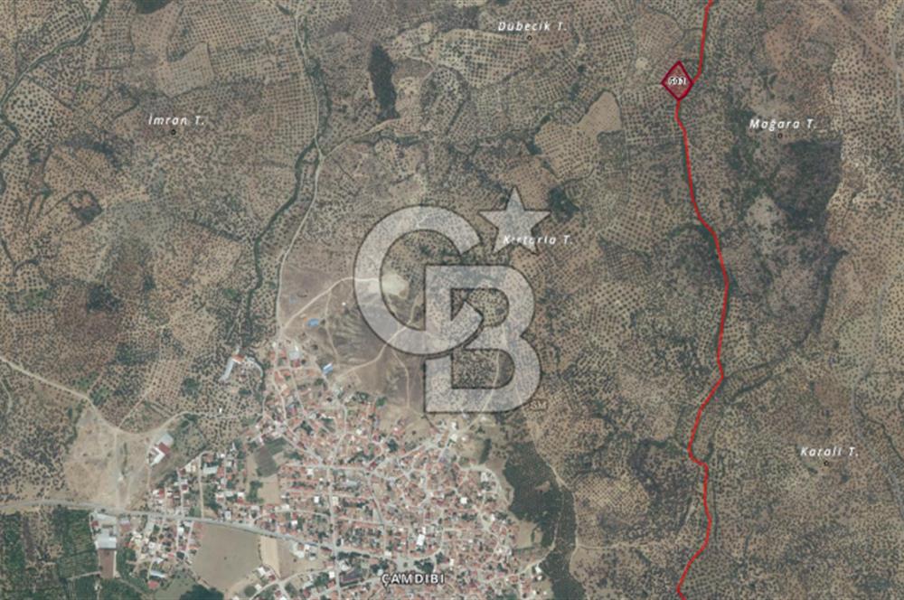 HAVRAN ÇAMDİBİ MAHALLESİNDE SATILIK 3 DÖNÜM ZEYTİNLİK