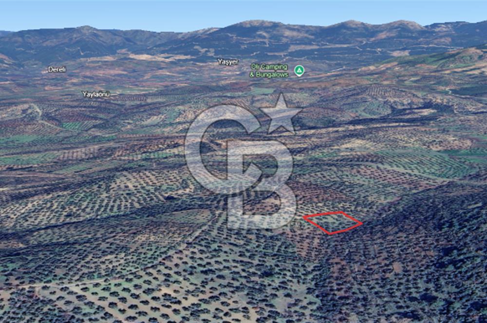 HAVRAN ÇAMDİBİ MAHALLESİNDE SATILIK 3 DÖNÜM ZEYTİNLİK