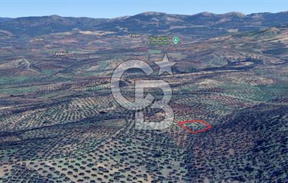HAVRAN ÇAMDİBİ MAHALLESİNDE SATILIK 3 DÖNÜM ZEYTİNLİK