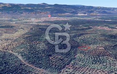 HAVRAN ÇAMDİBİ MAHALLESİNDE SATILIK 3 DÖNÜM ZEYTİNLİK