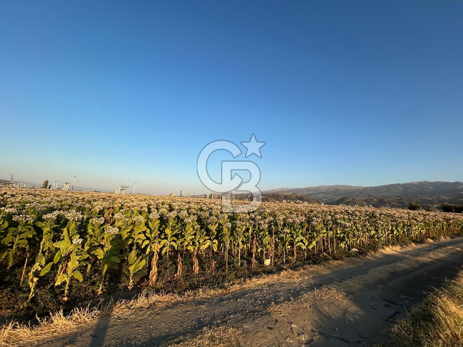 Manisa Saruhanlı Hacırahmanlı'da Zeytinli Tarla