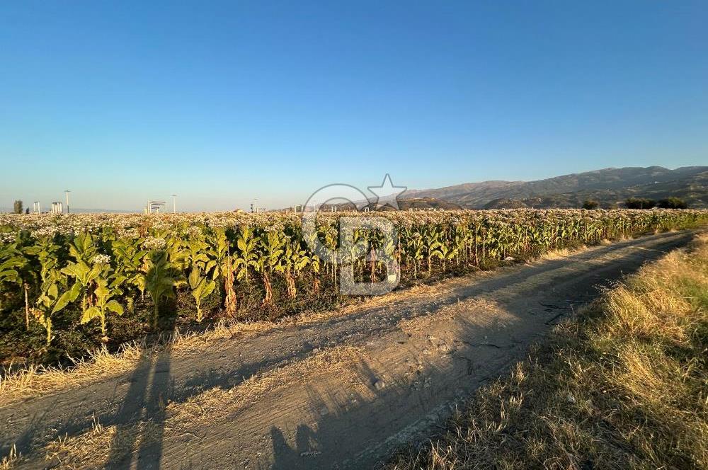 Manisa Saruhanlı Hacırahmanlı'da Zeytinli Tarla