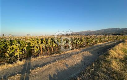 Manisa Saruhanlı Hacırahmanlı'da Zeytinli Tarla
