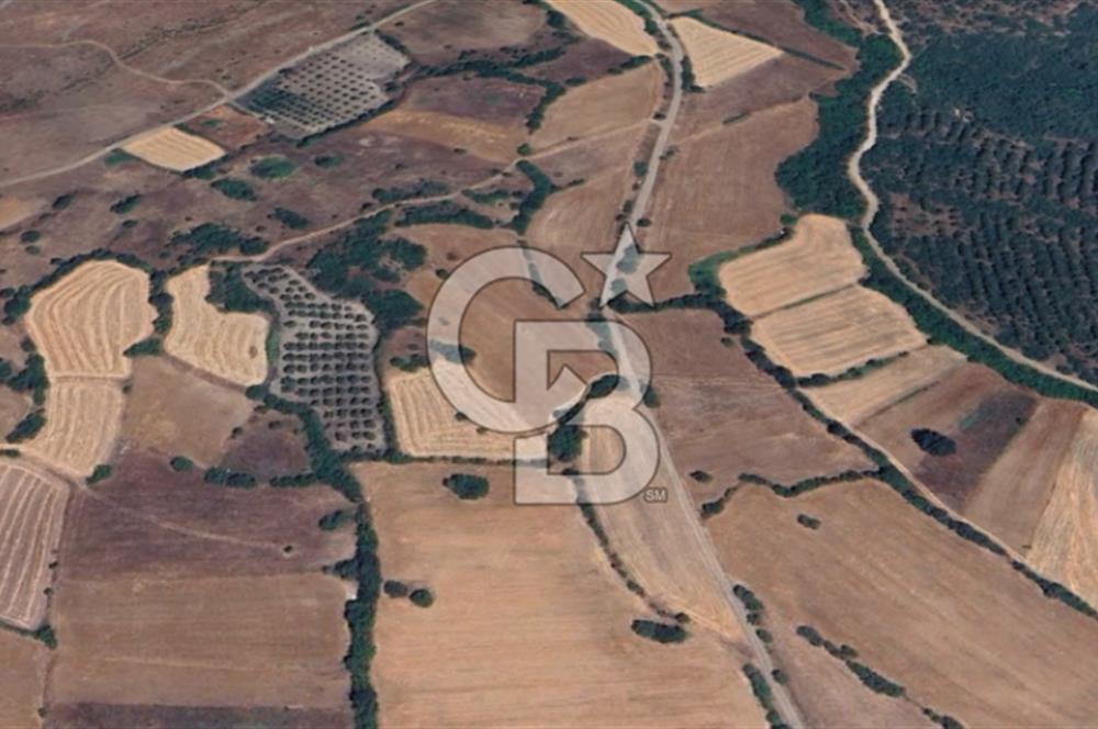 CB KİNG'DEN BALIKESİR / ALTIEYLÜL SELİMİYE MAHALLESİ SATILIK TARLA