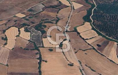 CB KİNG'DEN BALIKESİR / ALTIEYLÜL SELİMİYE MAHALLESİ SATILIK TARLA